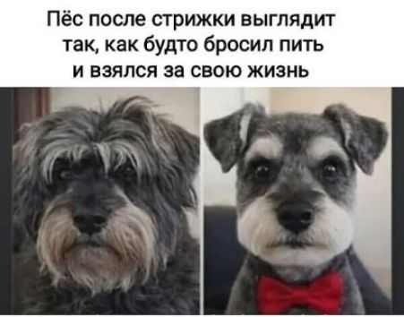Пёс после стрижки выглядит так, как будто бросил пить и взялся за свою жизнь