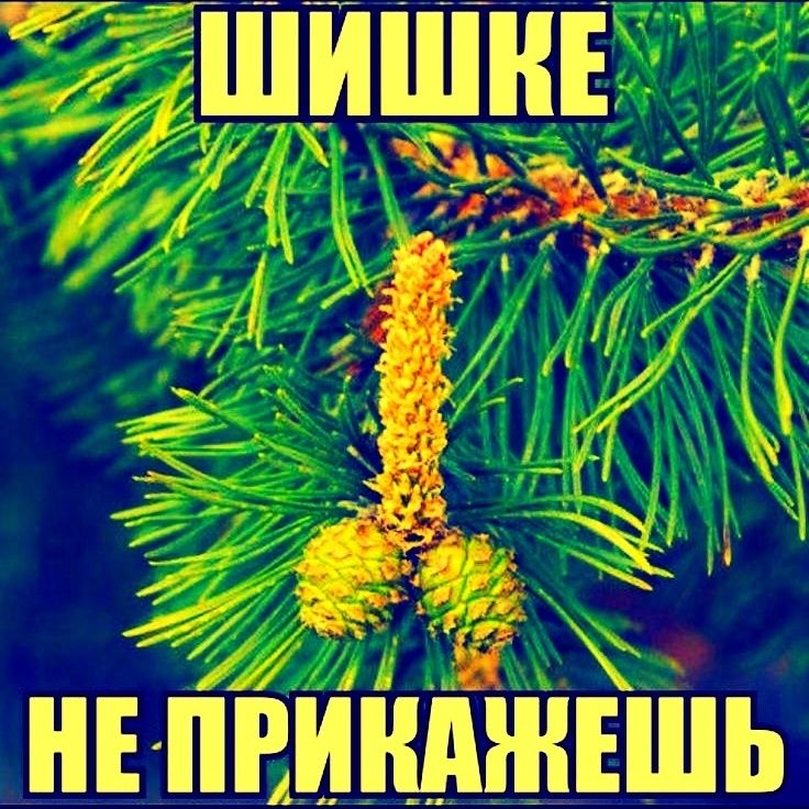 ШИШКЕ
НЕ ПРИКАЖЕШЬ
