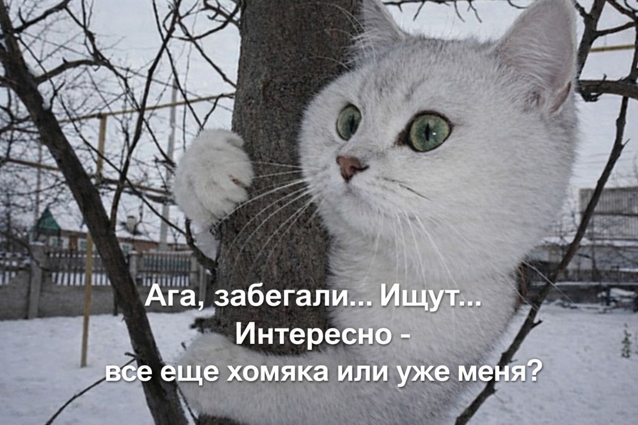 Ага, забегали... Ищут... Интересно - все еще хомяка или уже меня?