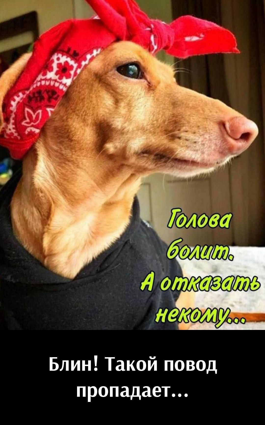 Голова болит. А отказать некому... Блин! Такой повод пропадает...