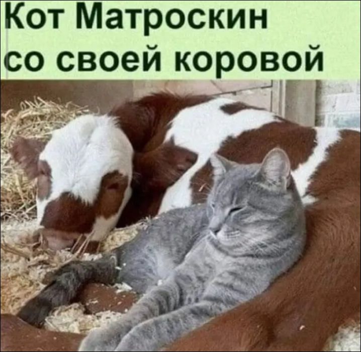 Кот Матроскин со своей коровой