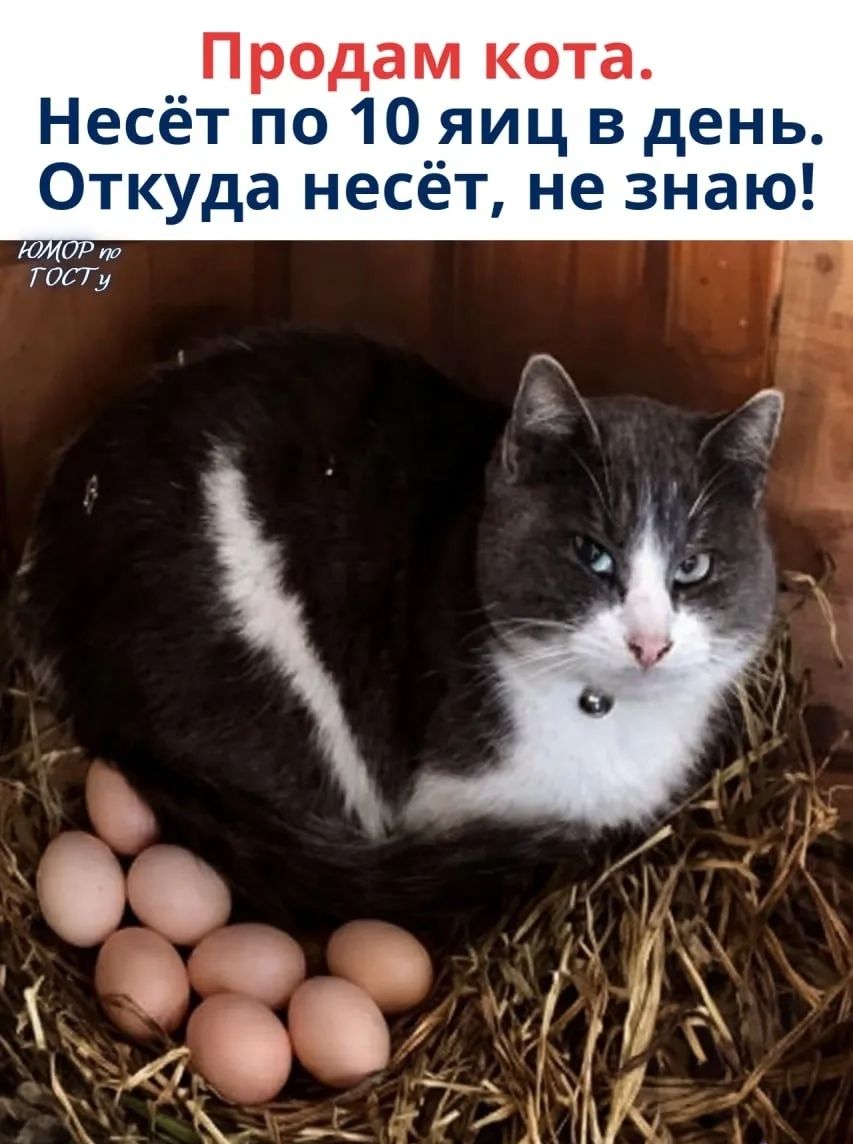 Продам кота. Несёт по 10 яиц в день. Откуда несёт, не знаю!