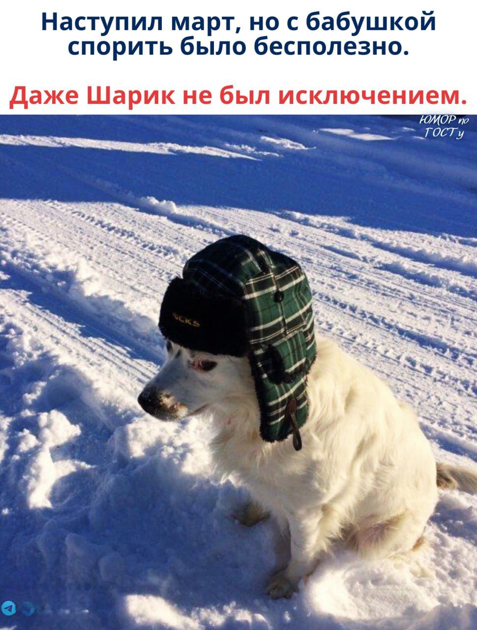 Наступил март, но с бабушкой спорить было бесполезно. Даже Шарик не был исключением.