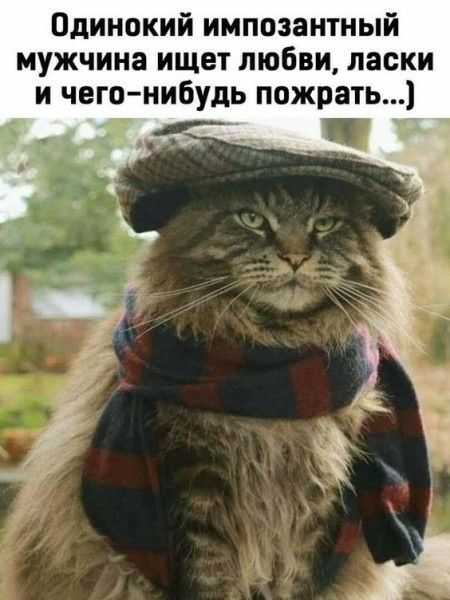 Одинокий импозантный мужчина ищет любви, ласки и чего‑нибудь пожрать...)