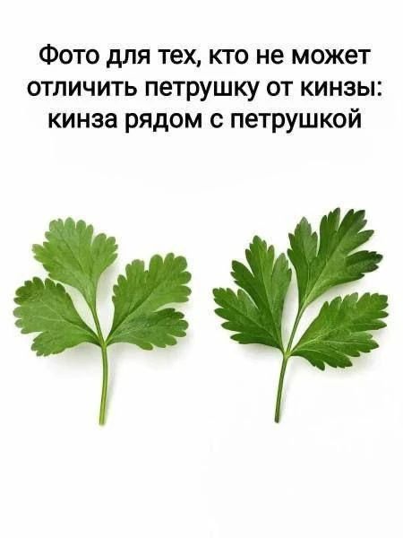 Фото для тех, кто не может отличить петрушку от кинзы: кинза рядом с петрушкой