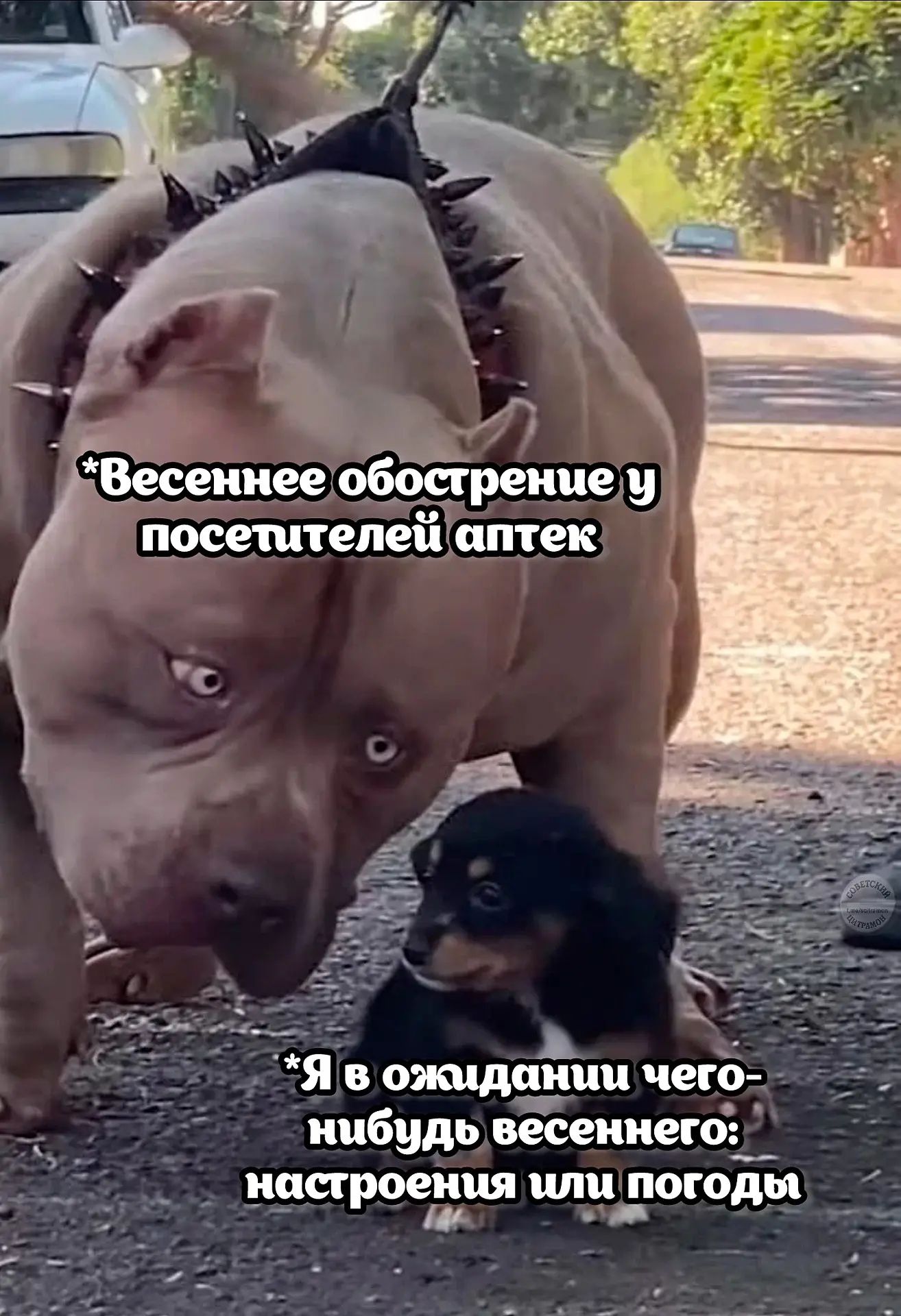 *Весеннее обострение у посетителей аптек\n*Я в ожидании чего-нибудь весеннего: настроения или погоды