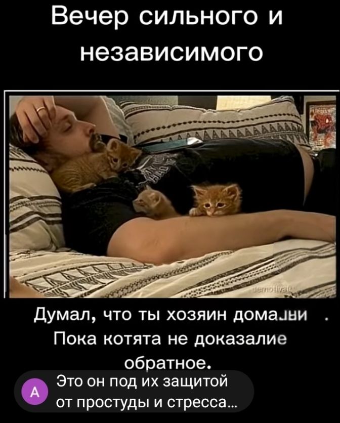 Вечер сильного и независимого\nДумал, что ты хозяин дома. Пока котята не доказали обратное.\nЭто он под их защитой от простуды и стресса...
