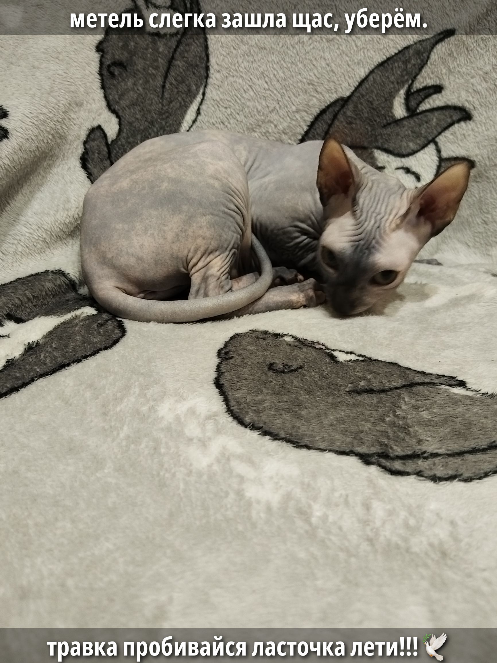 метель слегка зашла щас, уберём. травка пробивайся ласточка лети!!!