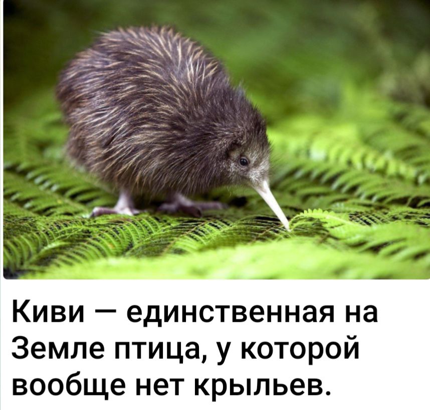 Киви — единственная на Земле птица, у которой вообще нет крыльев.