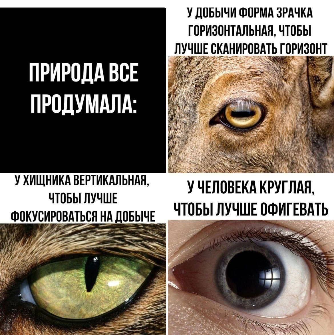 ПРИРОДА ВСЕ ПРОДУМАЛА:
У добычи форма зрачка горизонтальная, чтобы лучше сканировать горизонт
У хищника вертикальная, чтобы лучше фокусироваться на добыче
У человека круглая, чтобы лучше офигевать