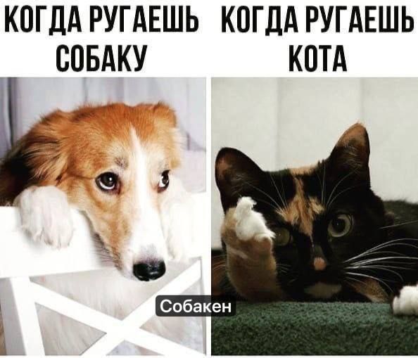 Когда ругаешь собакУ
Когда ругаешь кота
Собакен