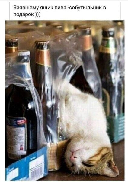 Взявшему ящик пива - собутыльник в подарок )))