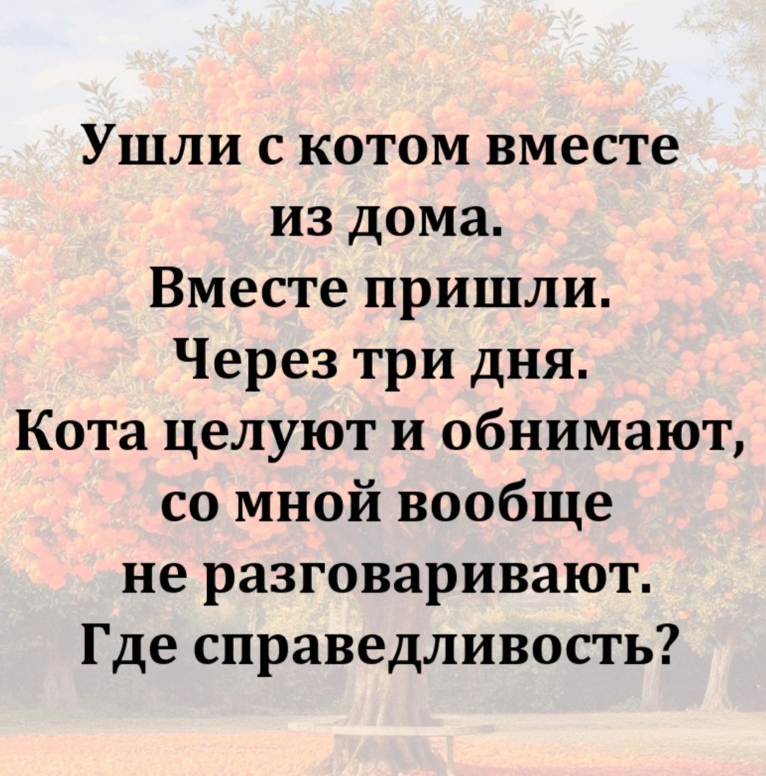 Ушли с котом вместе из дома. Вместе пришли. Через три дня. Кота целуют и обнимают, со мной вообще не разговаривают. Где справедливость?