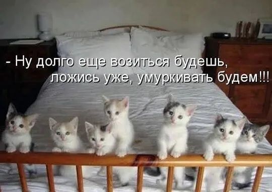 - Ну долго ещё возиться будешь, ложись уже, умуркивать будем!!!