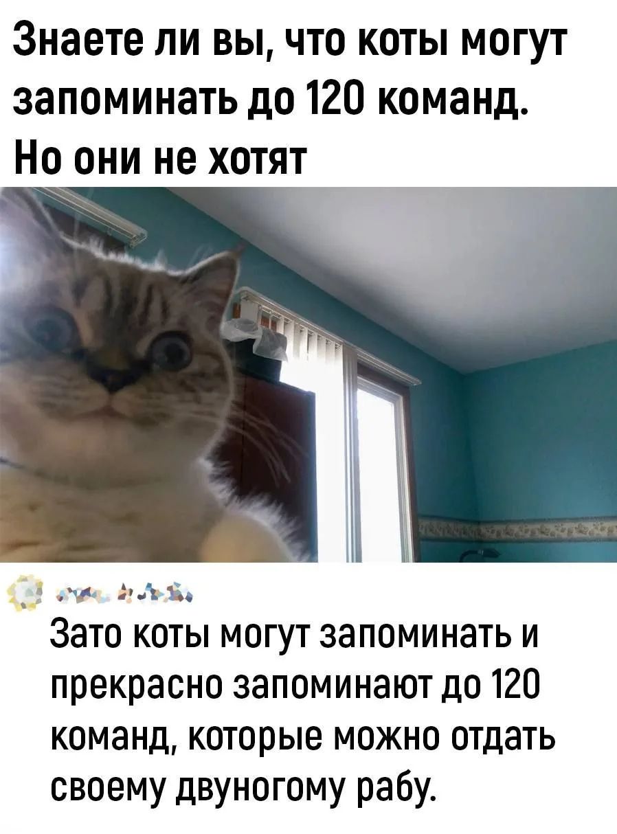 Знаете ли вы, что коты могут запоминать до 120 команд. Но они не хотят Зато коты могут запоминать и прекрасно запоминают до 120 команд, которые можно отдать своему двуногому рабу.