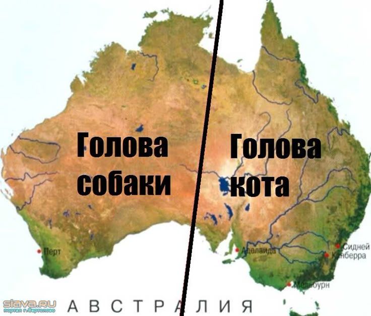 Голова собаки
Голова кота
Австралия