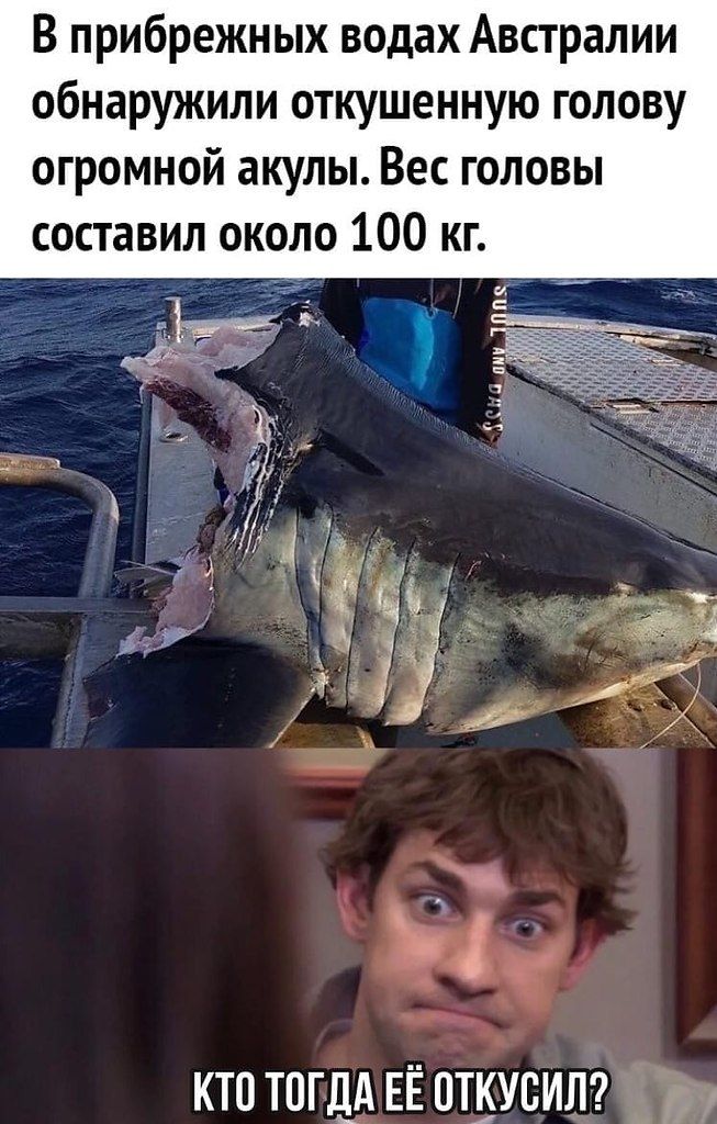 В прибрежных водах Австралии обнаружили откушенную голову огромной акулы. Вес головы составил около 100 кг.
КТО ТОГДА ЕЁ ОТКУСИЛ?