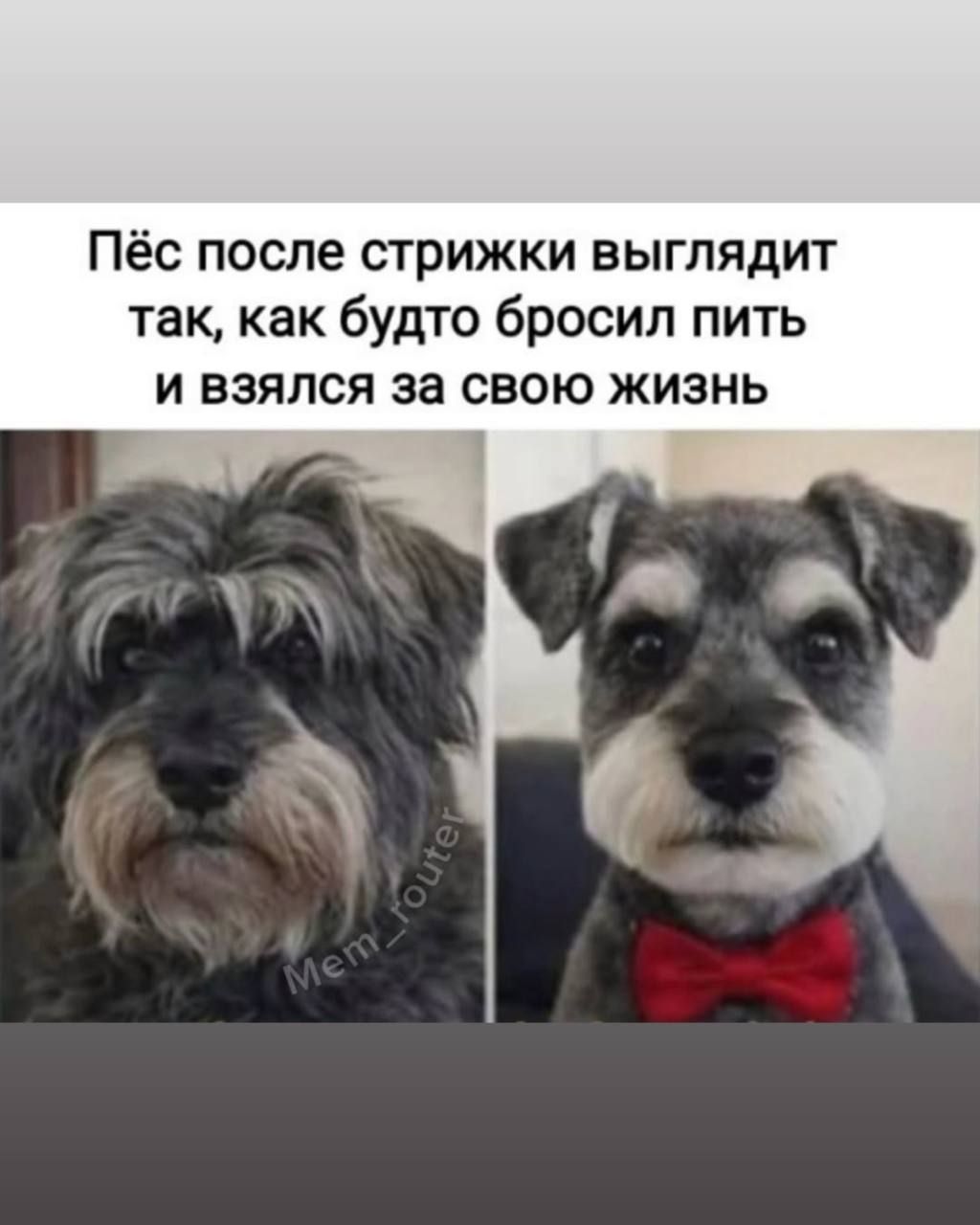 Пёс после стрижки выглядит так, как будто бросил пить и взялся за свою жизнь