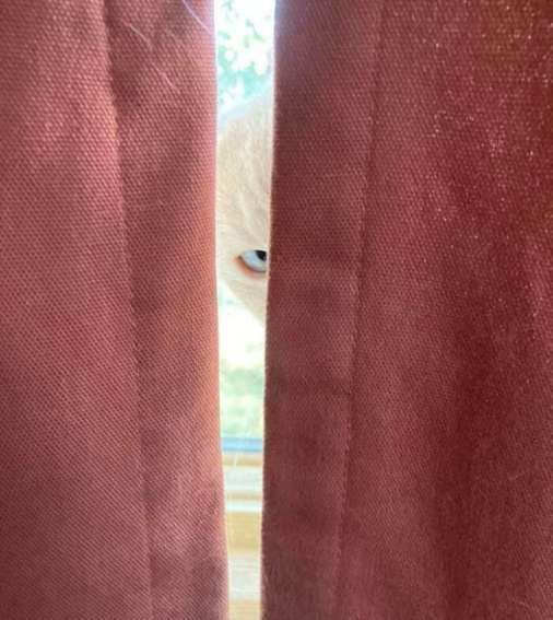 Кот выглядывает между занавесками