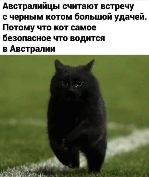 Австралийцы считают встречу с черным котом большой удачей. Потому что кот самое безопасное что водится в Австралии