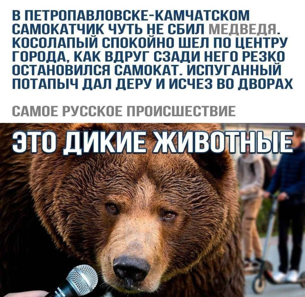 В ПЕТРОПАВЛОВСКЕ-КАМЧАТСКОМ
САМОКАТЧИК ЧУТЬ НЕ СБИЛ МЕДВЕДЯ.
КОСОПАЛЫЙ СПОКОЙНО ШЕЛ ПО ЦЕНТРУ
ГОРОДА, КАК ВДРУГ СЗАДИ НЕГО РЕЗКО
ОСТАНОВИЛСЯ САМОКАТ. ИСПУГАННЫЙ
ПОТЫП, ДАЛ ДЕРУ И ИСЧЕЗ ВО ДВОРAХ

САМоЕ РУССКОЕ ПРОИСШЕСТВИЕ
ЭТО ДИКИЕ ЖИВОТНЫЕ