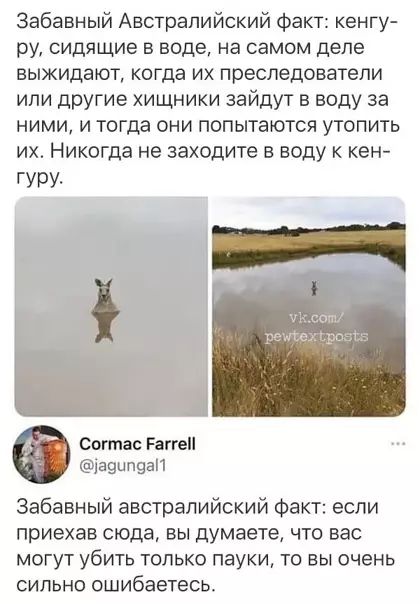 Забавный Австралийский факт: кенгуру, сидящие в воде, на самом деле выжидают, когда их преследователи или другие хищники зайдут в воду за ними, и тогда они попытаются утопить их. Никогда не заходите в воду к кенгурa.\n\nCormac Farrell @jagungal1\nЗабавный австралийский факт: если приехав сюда, вы думаете, что вас могут убить только пауки, то вы оче