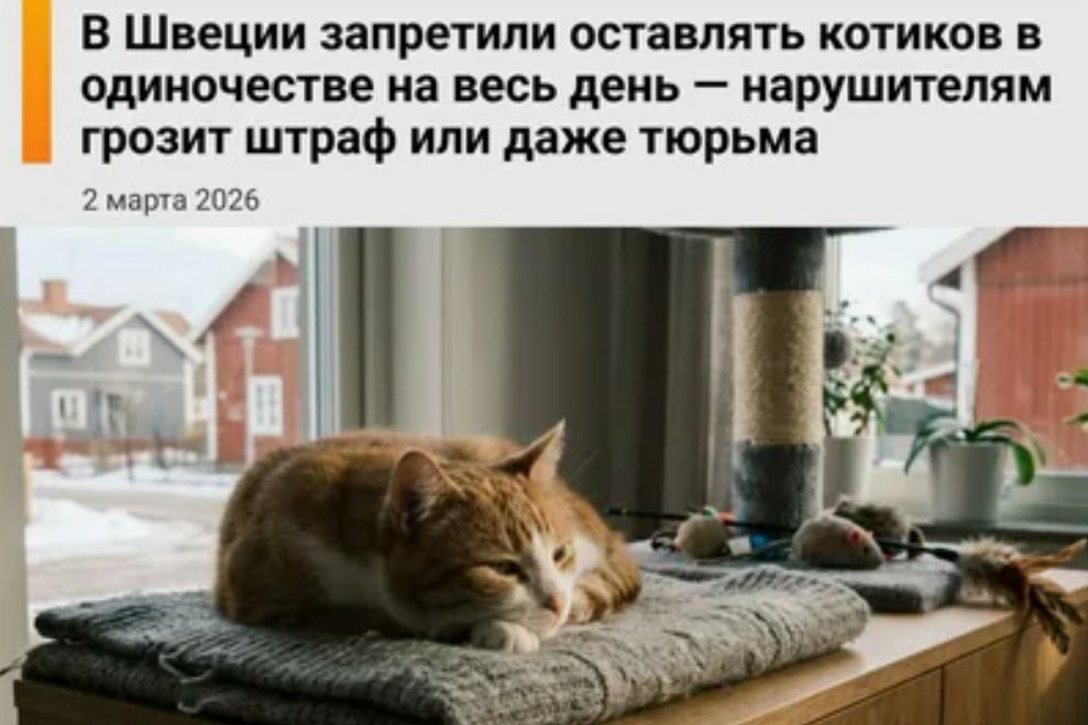 В Швеции запретили оставлять котиков в одиночстве на весь день — нарушителям грозит штраф или даже тюрьма
2 марта 2026