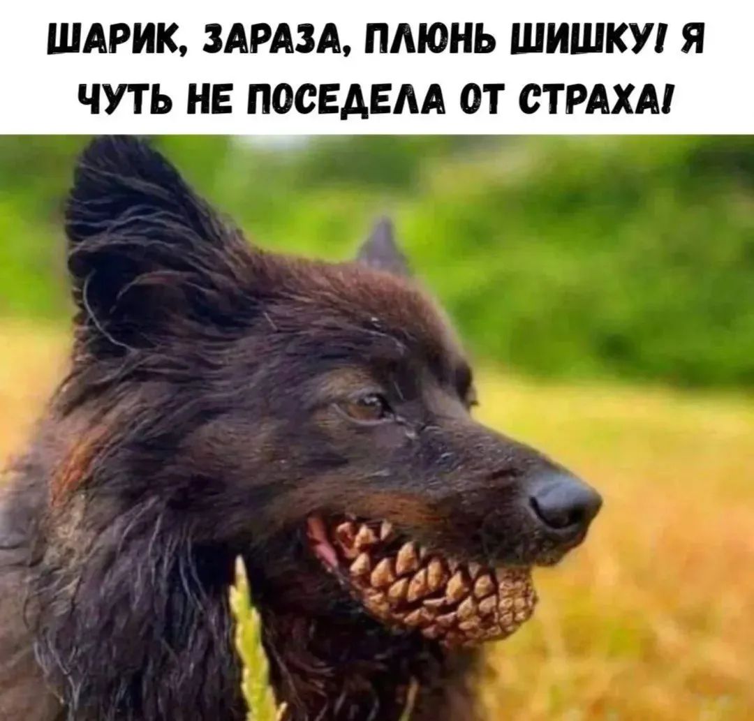 ШАРИК, ЗАРАЗА, ПЛЮНЬ ШИШИКУ! Я ЧУТЬ НЕ ПОСЕДЕЛА ОТ СТРАХА!