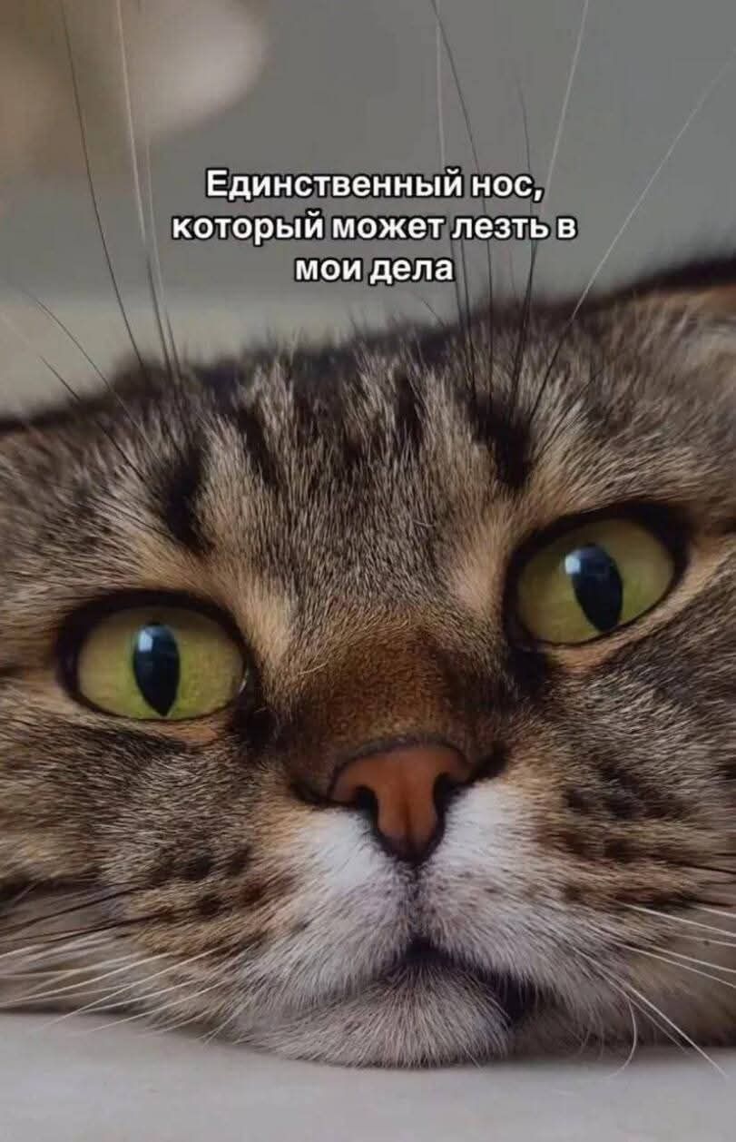 Единственный нос, который может лезть в мои дела