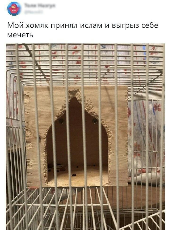 Мой хомяк принял ислам и выгрыз себе мечеть