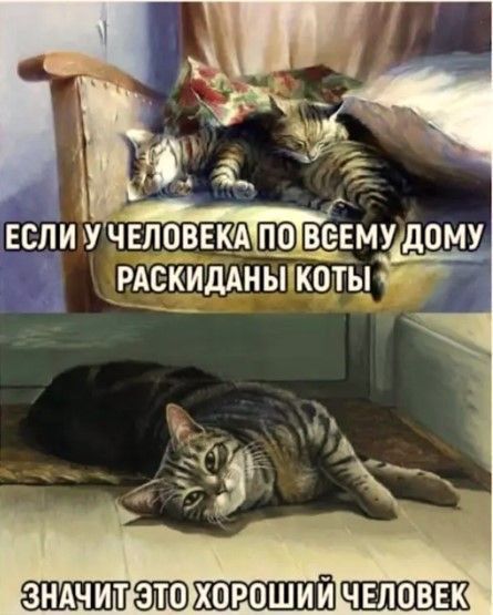 Если у человека по всему дому раскиданы коты значит это хороший человек
