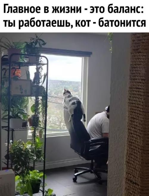 Главное в жизни - это баланс: ты работаешь, кот - батонится