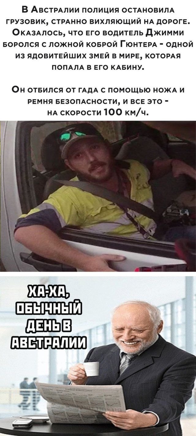 В Австралии полиция остановила грузовик, странно вилявший на дороге. Оказалось, что его водитель Джимми боролся с ложной коброй Гюнтера — одной из ядовитейших змей в мире, которая попала в его кабину. Он отбился от гадa с помощью ножа и ремня безопасности, и все это — на скорости 100 км/ч. Ха-ха, обычный день в Австралии.