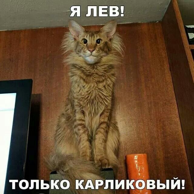 Я ЛЕВ! ТОЛЬКО КАРЛИКОВЫЙ!