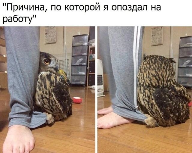 Причина, по которой я опоздал на работу