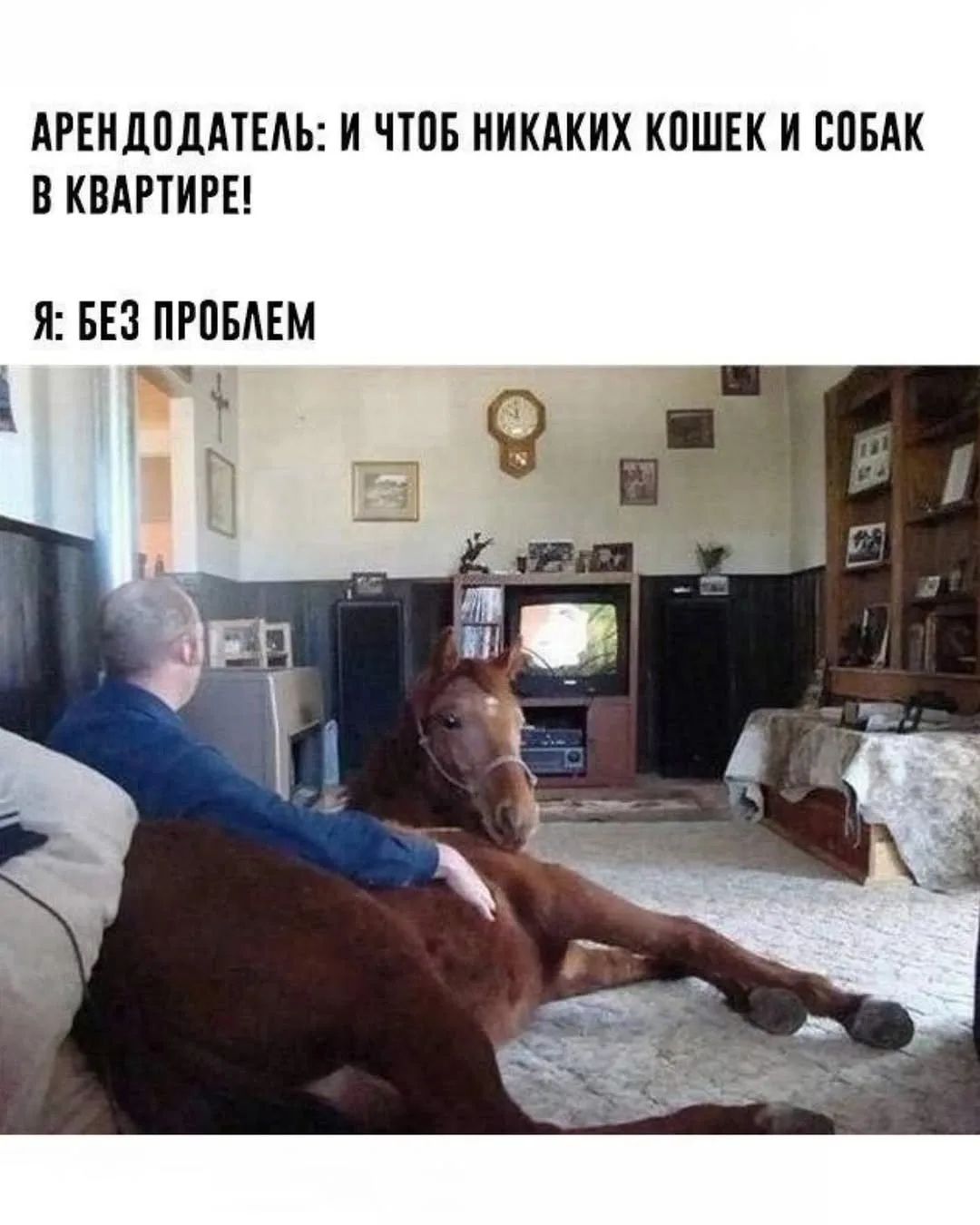 Арендодатель: И чтоб никаких кошек и собак в квартире!
Я: Без проблем