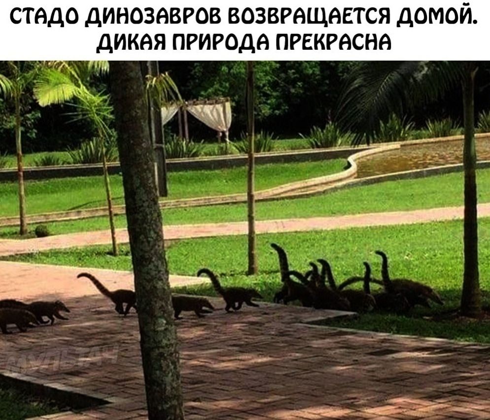 стадо динозавров возвращается домой. дикая природа прекрасна