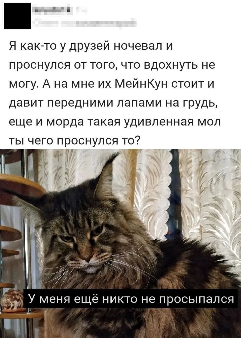 Я как-то у друзей ночевал и проснулся от того, что вдохнуть не могу. А на мне их МейнКун стоит и давит передними лапами на грудь, еще и морда такая удивленная мол ты чего проснулся то?
У меня ещё никто не просыпался
