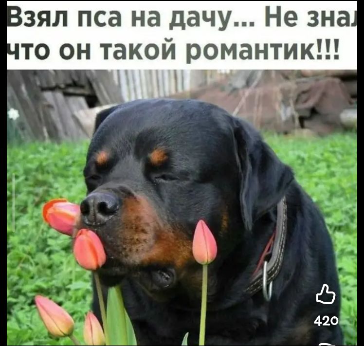Взял пса на дачу... Не знал что он такой романтик!!!