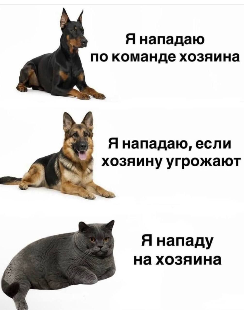 Я нападаю по команде хозяина
Я нападаю, если хозяину угрожают
Я нападу на хозяина