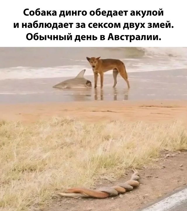 Собака динго обедает акулой и наблюдает за сексом двух змей. Обычный день в Австралии.