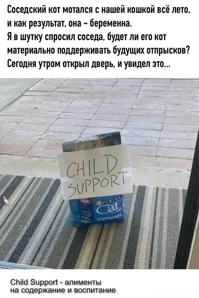 Соседский кот мотался с нашей кошкой всё лето, и как результат, она – беременна. Я в шутку спросил соседа, будет ли его кот материально поддерживать будущих отпрысков? Сегодня утром открыл дверь, и увидел это... CHILD SUPPORT