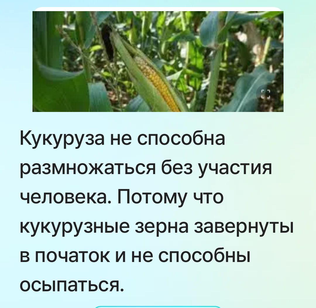 Кукуруза не способна размножаться без участия человека. Потому что кукурузные зерна завернуты в початок и не способны осыпаться.