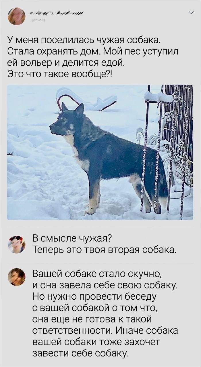 У меня поселилась чужая собака. Стала охранять дом. Мой пес уступил ей вольер и делится едой. Это что такое вообще?! В смысле чужая? Теперь это твоя вторая собака. Вашей собаке стало скучно, и она завела себе свою собаку. Но нужно провести беседу с вашей собакой о том что, она еще не готова к такой ответственности. Иначе собака вашей собаки тоже за