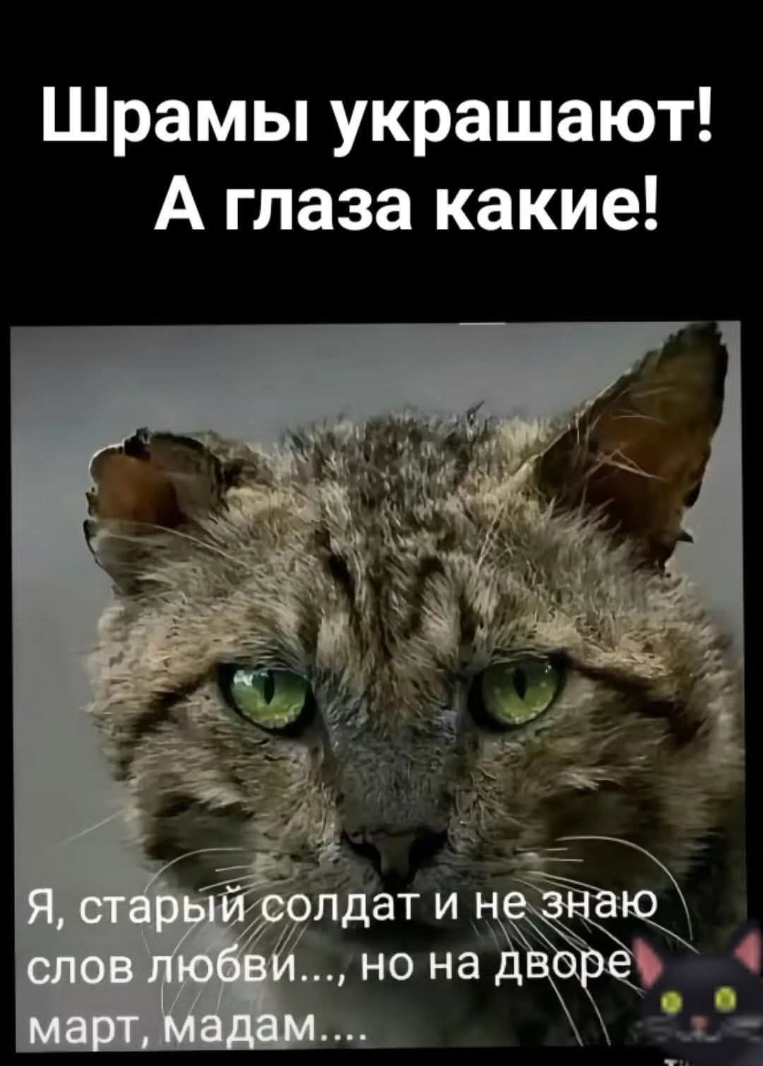 Шрамы украшают! А глаза какие! Я, старый солдат и не знаю слов любви..., но на дворе март, мадам....