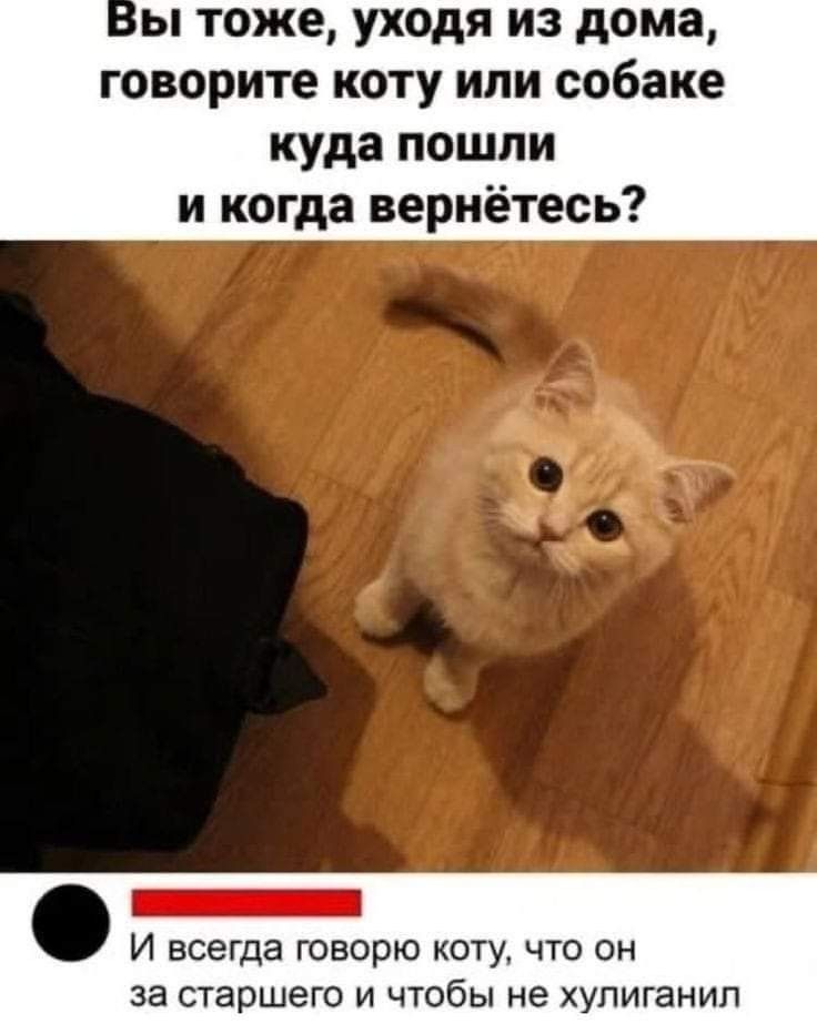 Вы тоже, уходя из дома, говорите коту или собаке куда пошли и когда вернётесь? И всегда говорю коту, что он за старшего и чтобы не хулиганил