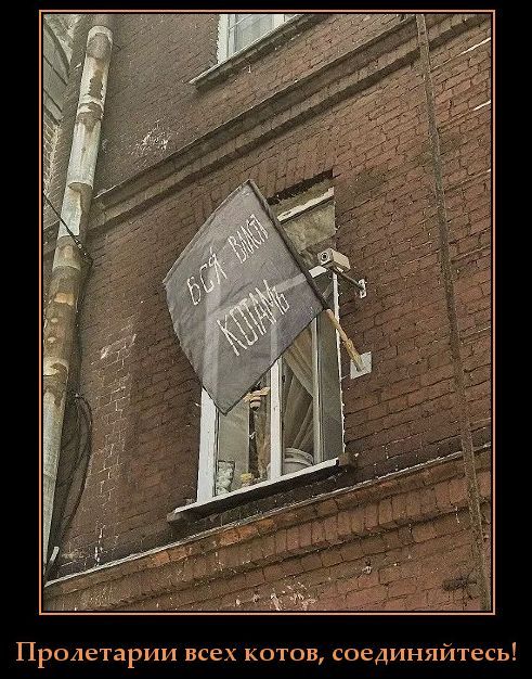 Вся власть котам!
Пролетарии всех котов, соединяйтесь!