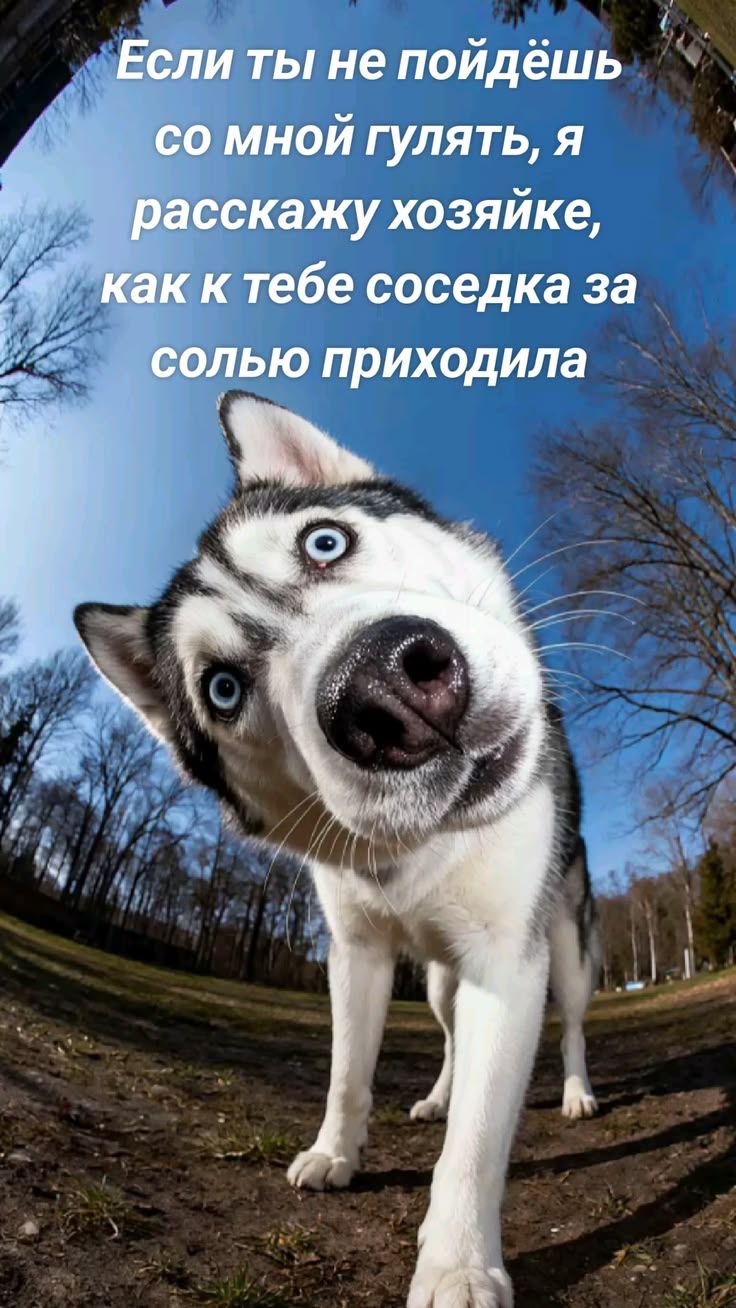 Если ты не пойдёшь со мной гулять, я расскажу хозяйке, как к тебе соседка за солью приходила