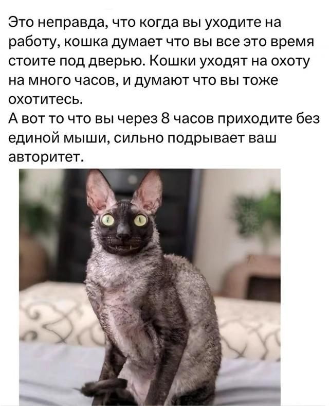 Это неправда, что когда вы уходите на работу, кошка думает что вы все это время стоите под дверью. Кошки уходят на охоту на много часов, и думают что вы тоже охотитесь. А вот то что вы через 8 часов приходите без единой мыши, сильно подрывает ваш авторитет.