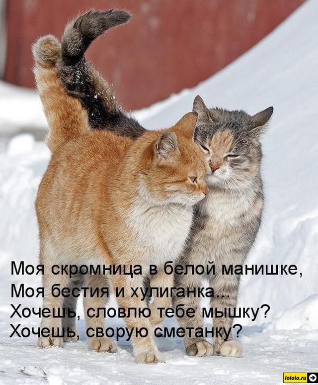 Моя скромница в белой манишке,
Моя бестия и хулиганка...
Хочешь, словлю тебе мышку?
Хочешь, сворою сметанку?